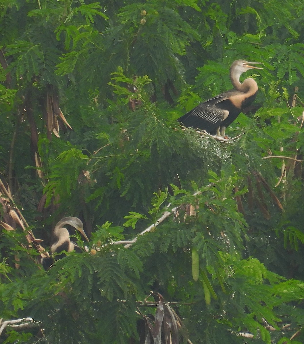 Oriental Darter - ML625641389