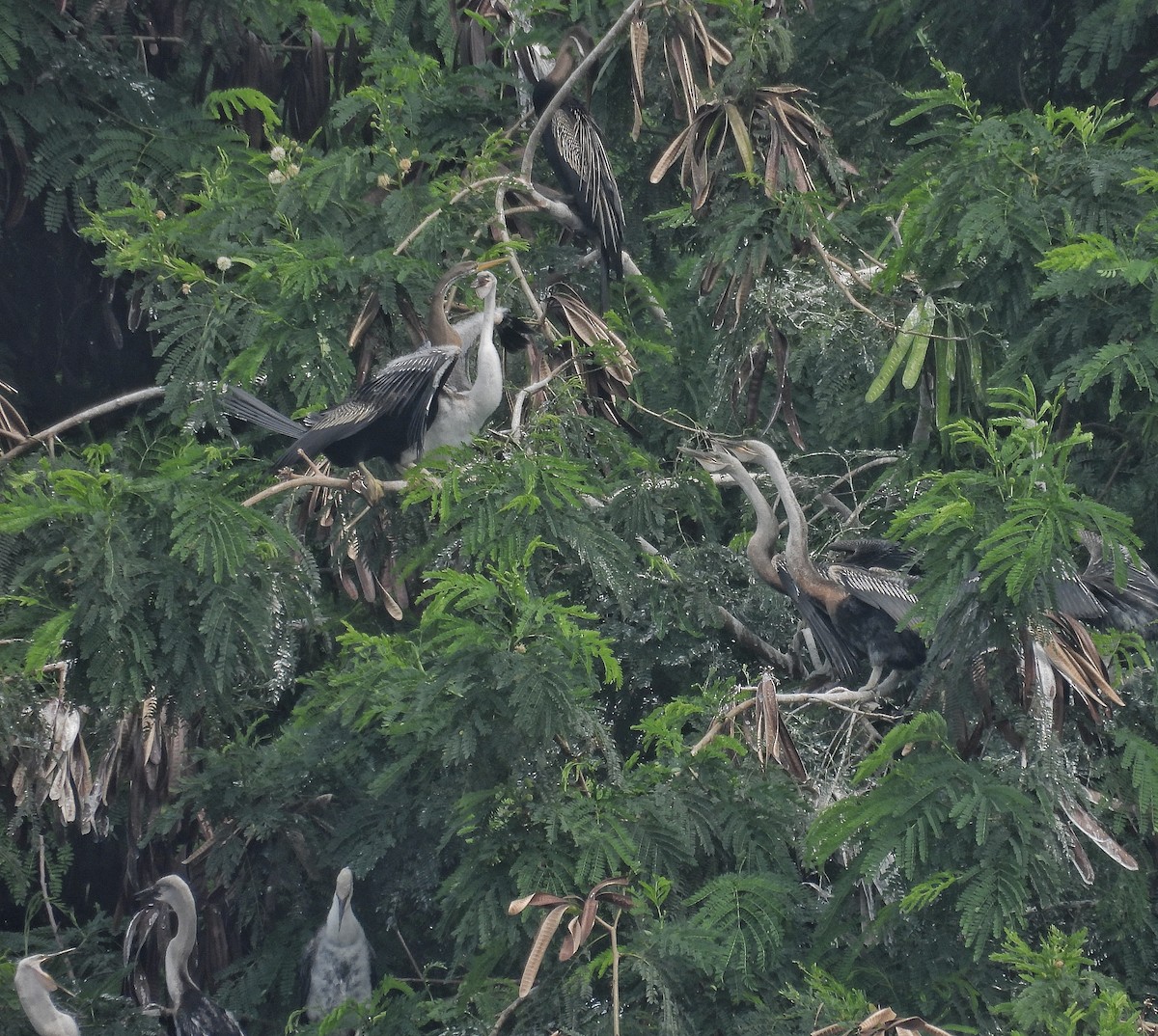 Oriental Darter - ML625641390