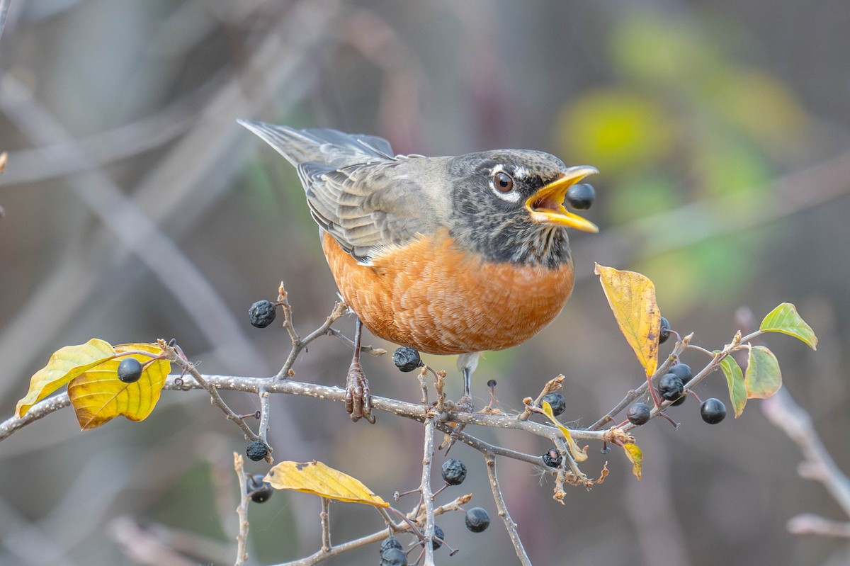 American Robin - ML625641404