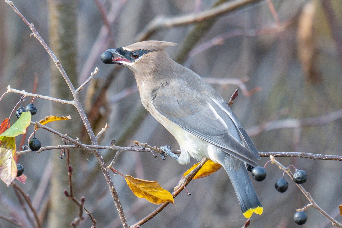 Cedar Waxwing - ML625641407