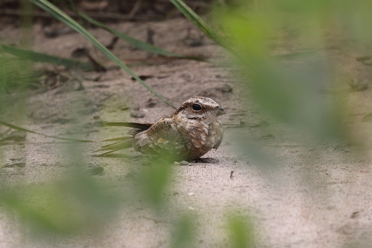 Ladder-tailed Nightjar - ML625641432