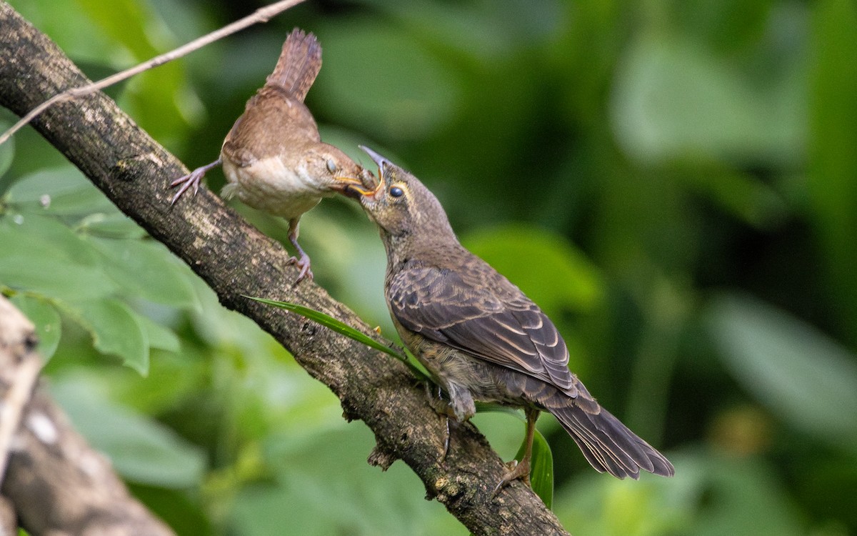 Southern House Wren - ML625641502