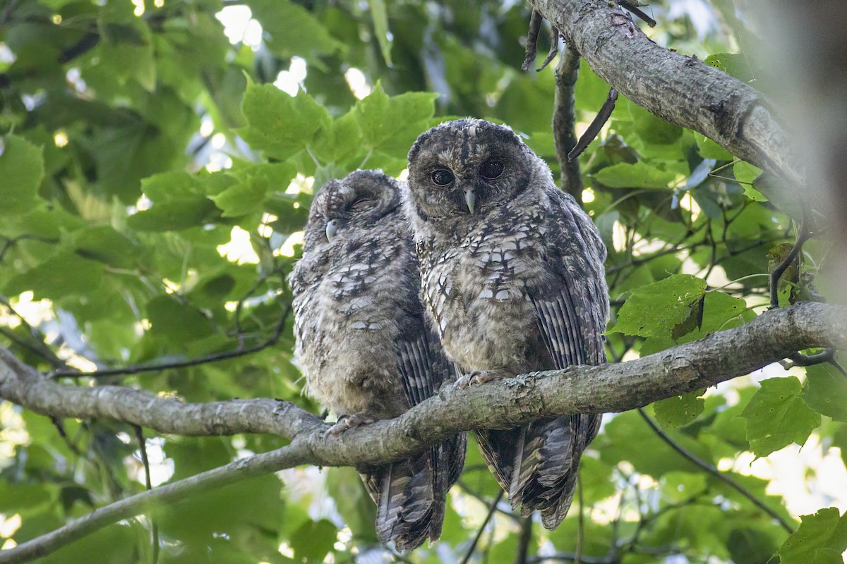Himalayan Owl - ML625641562