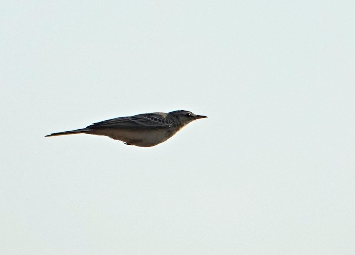 Tawny Pipit - ML625641760