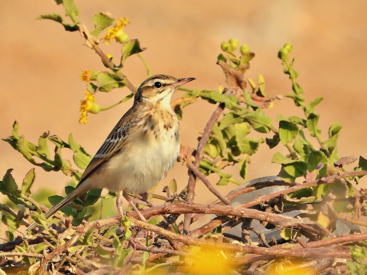 Tawny Pipit - ML625641766