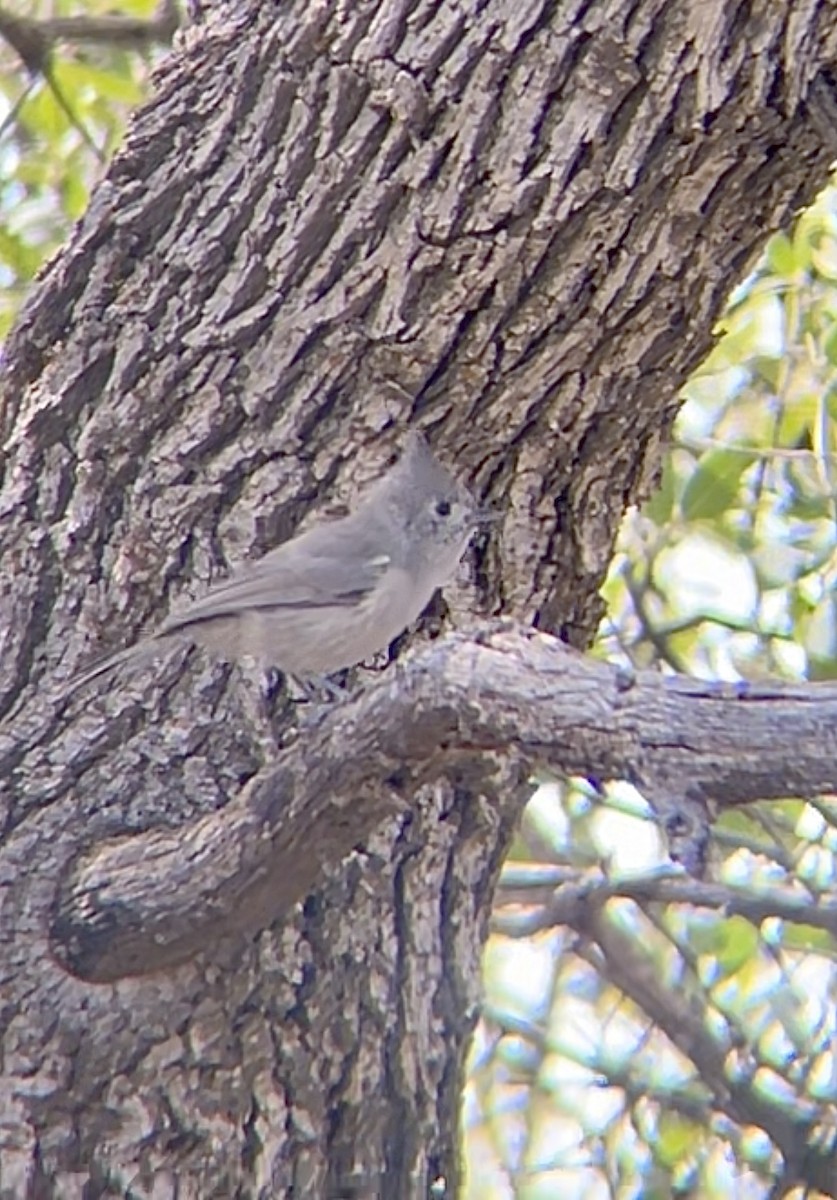 Juniper Titmouse - ML625641866