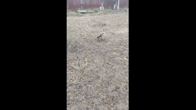 Egyptian Goose - ML625641905