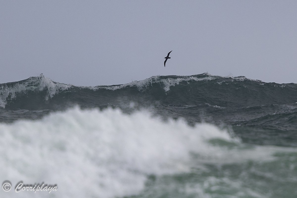 White-chinned Petrel - Fernando del Valle