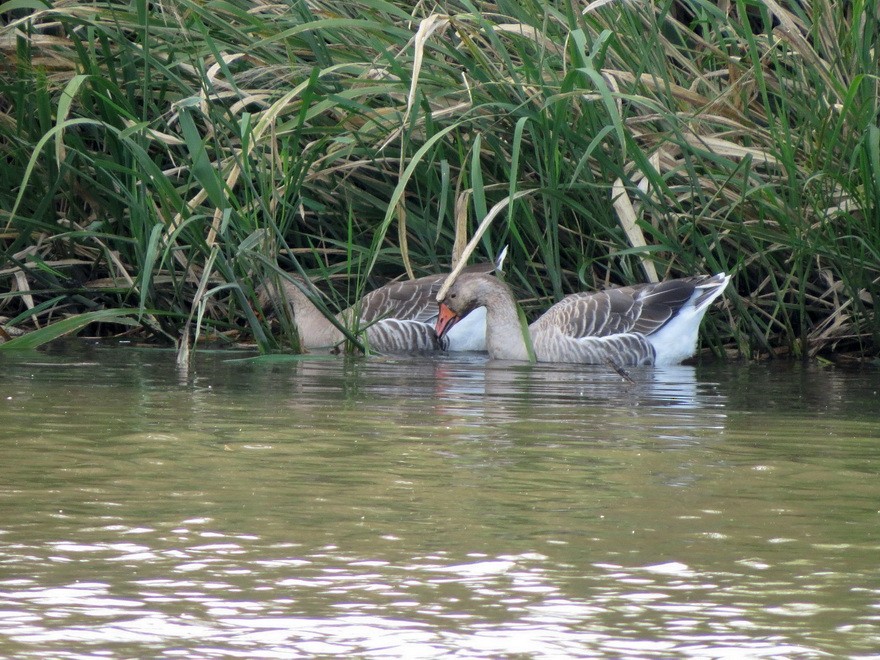 Graylag Goose (Domestic type) - ML625641929