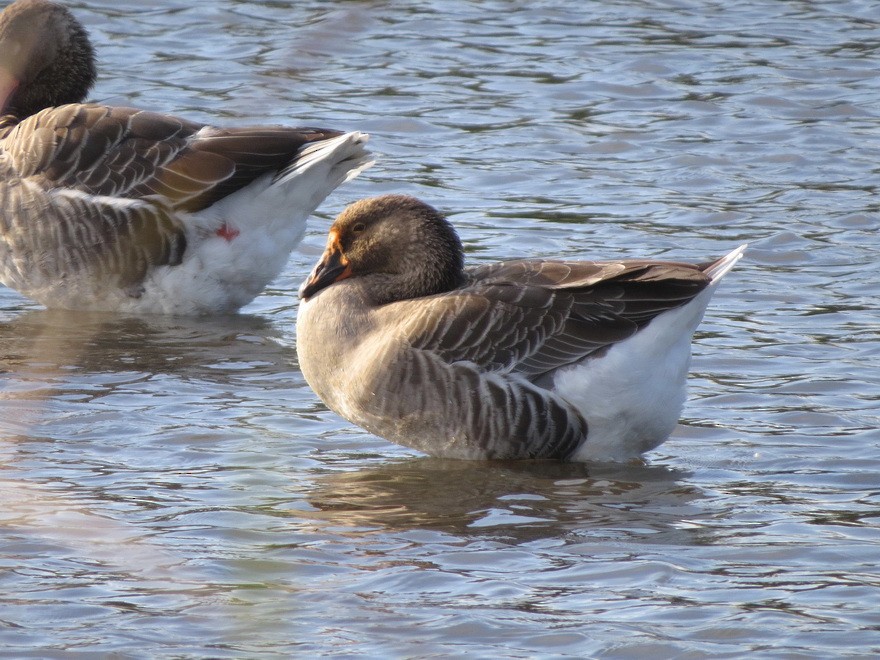 Graylag Goose (Domestic type) - ML625641933