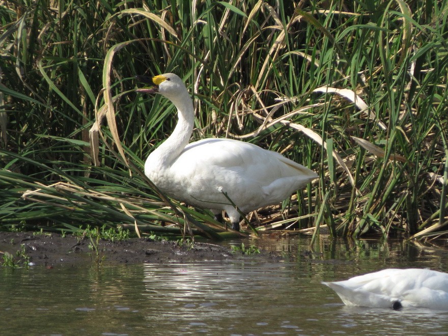 Tundra Swan - ML625641934