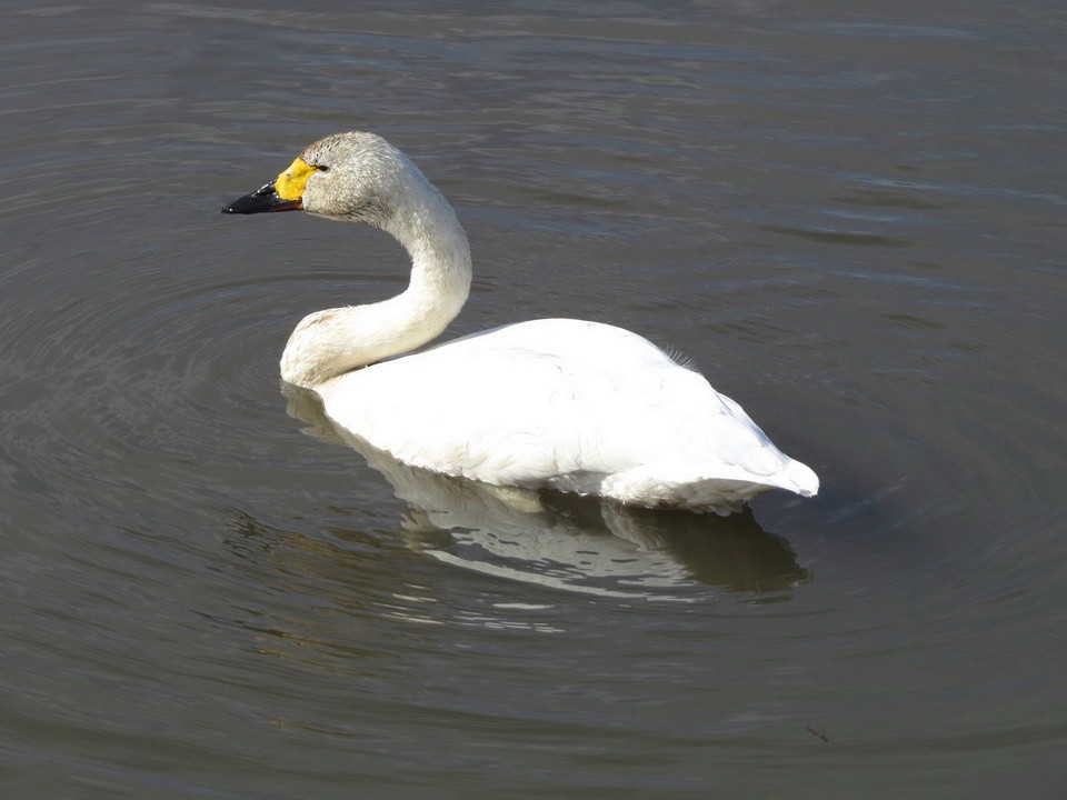 Tundra Swan - ML625641939