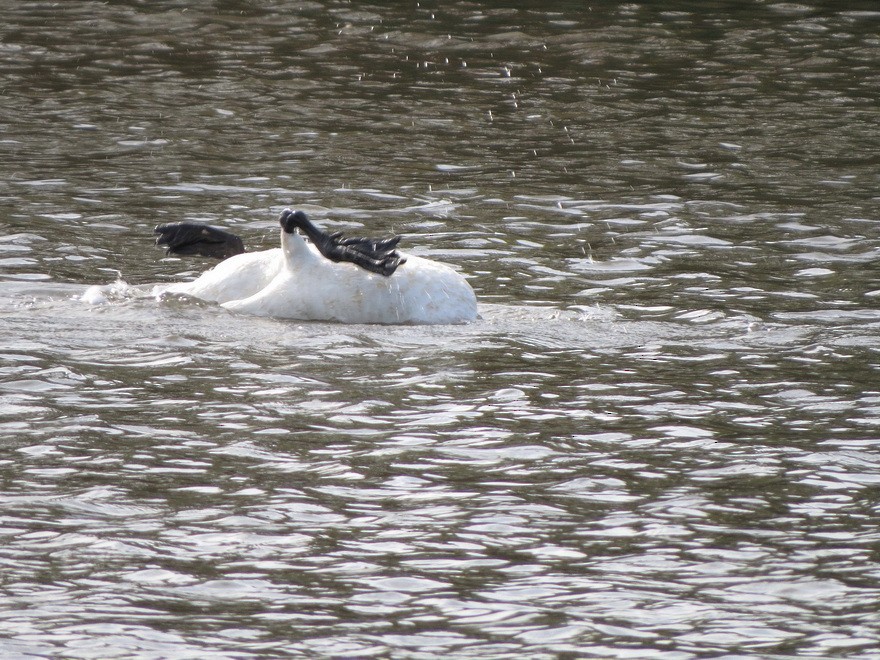 Tundra Swan - ML625641942