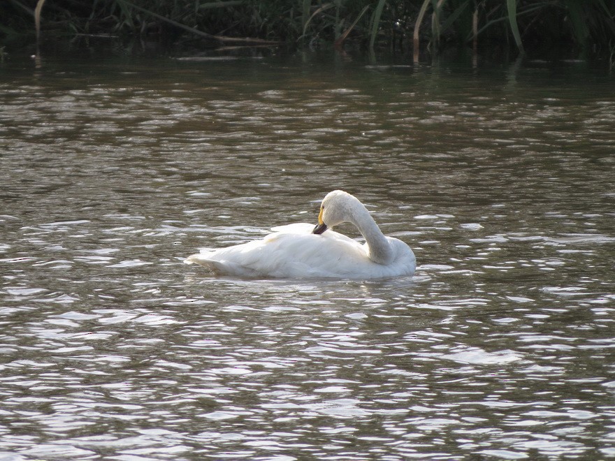 Tundra Swan - ML625641947