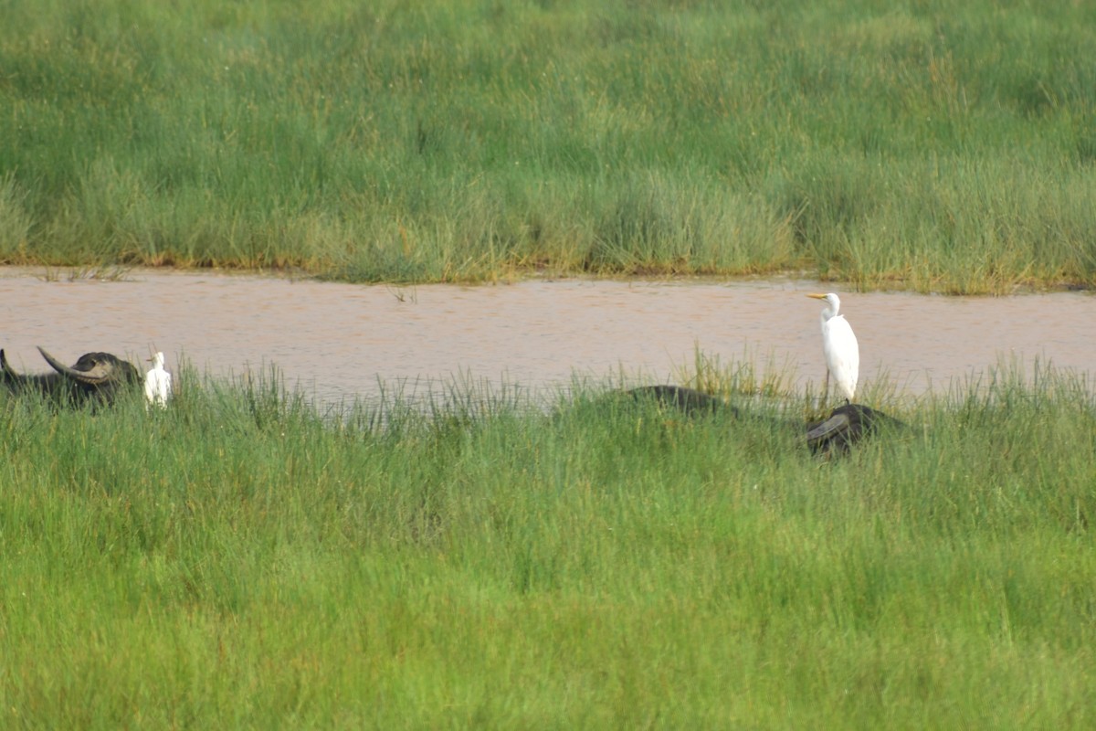 Great Egret - ML625641948