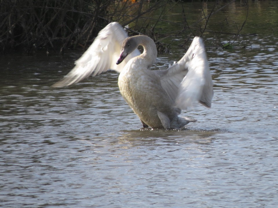 Tundra Swan - ML625641955