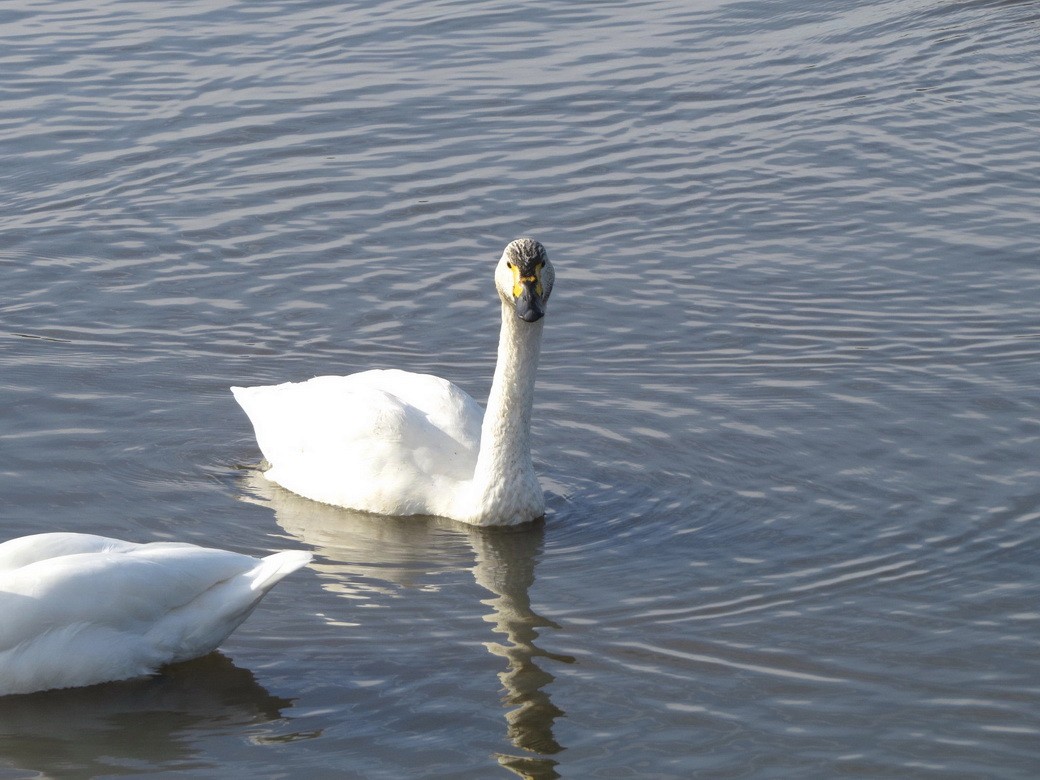 Tundra Swan - ML625641960