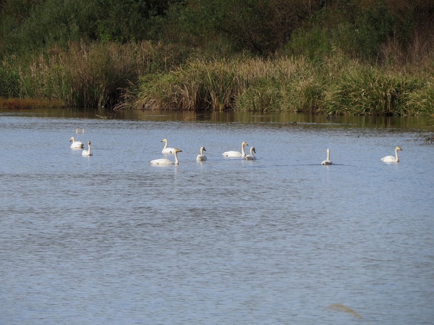 Tundra Swan - ML625641962