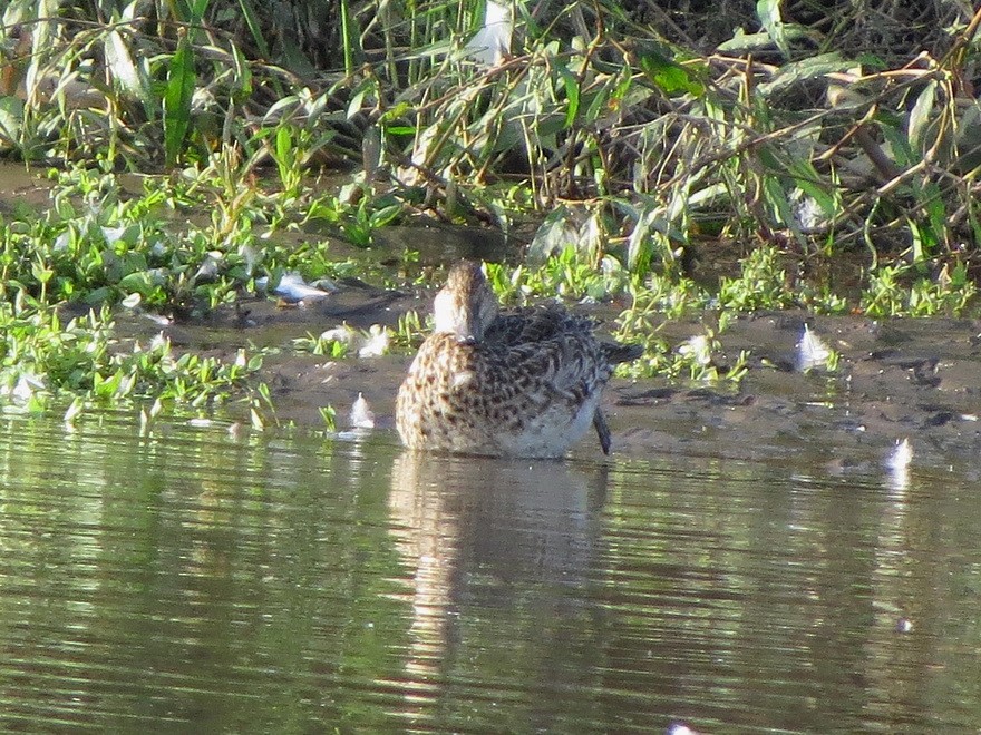 Green-winged Teal - ML625641965