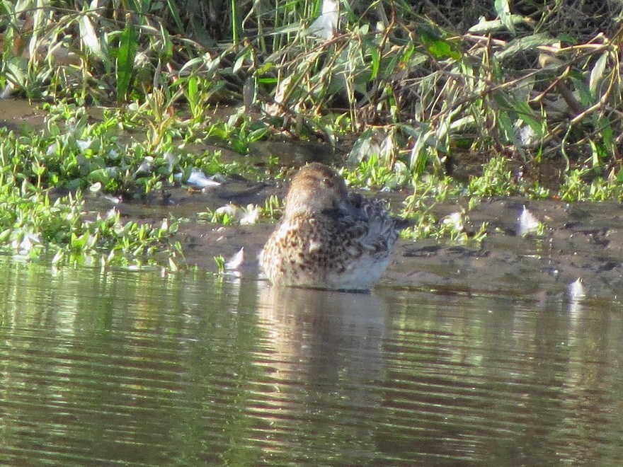 Green-winged Teal - ML625641967