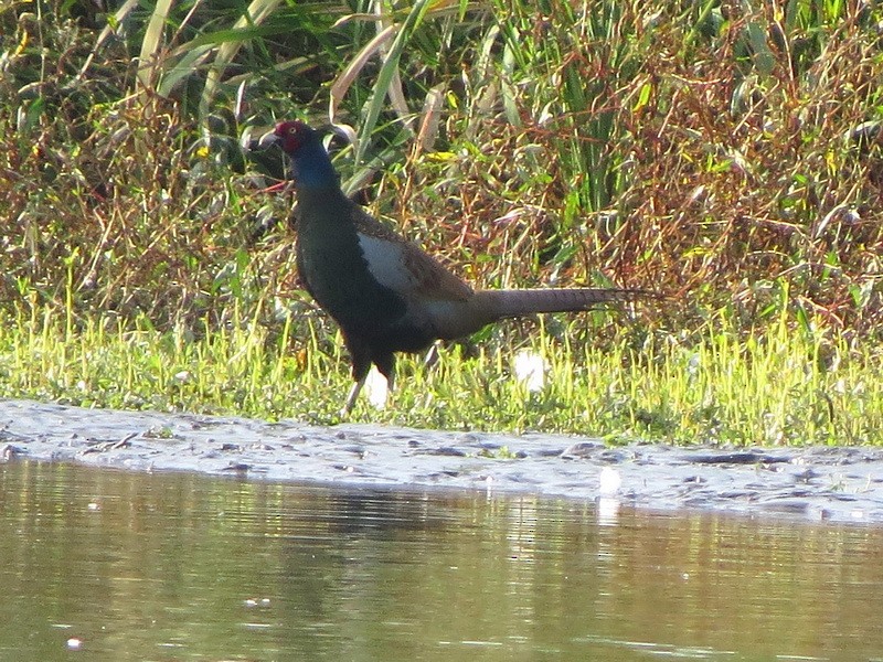 Green Pheasant - ML625641982