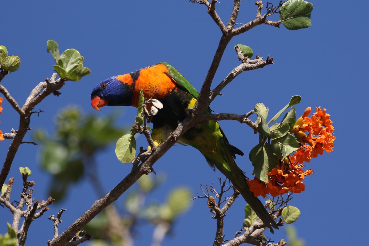 Red-collared Lorikeet - ML625642141