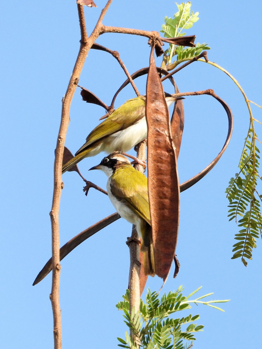 White-throated Honeyeater - ML625642357