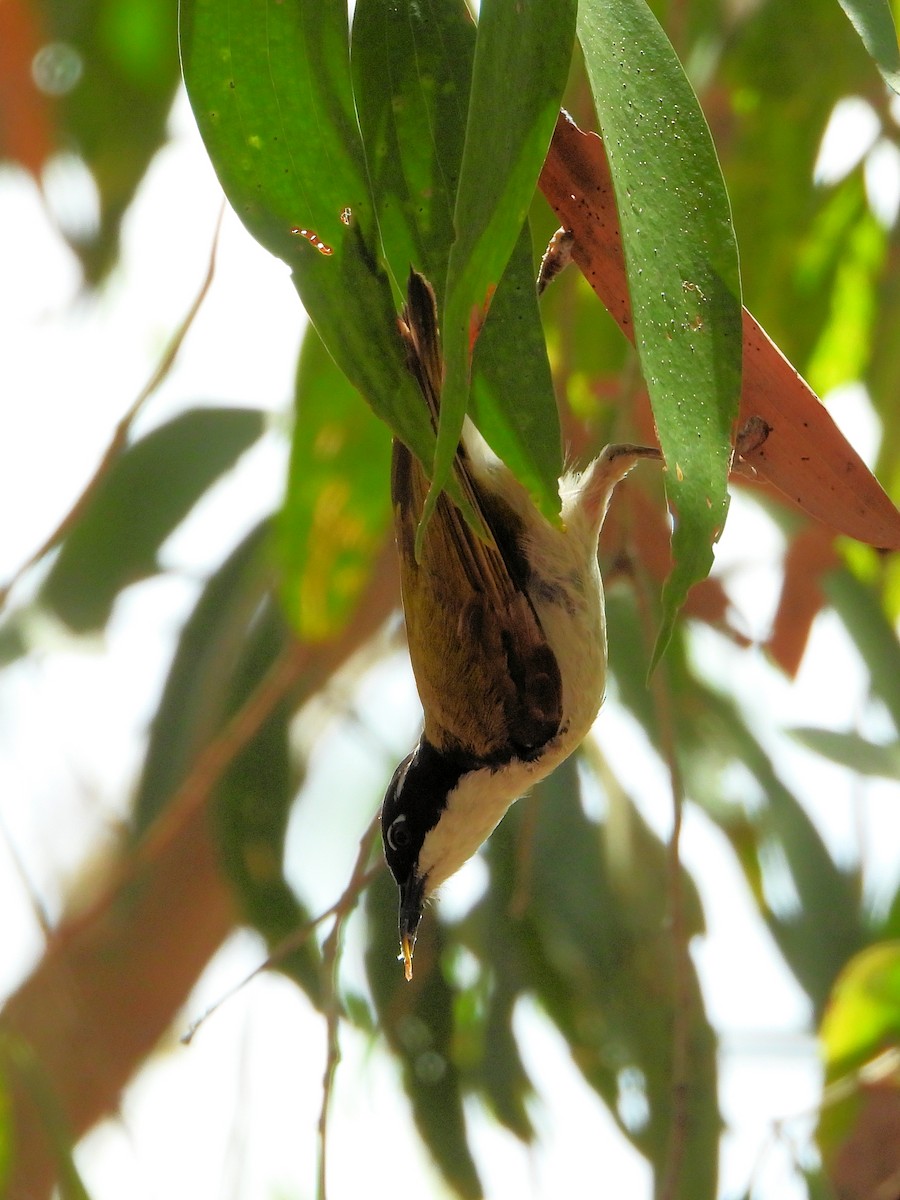 White-throated Honeyeater - ML625642447