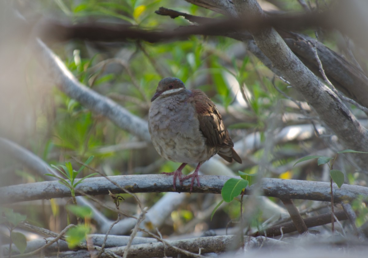 Key West Quail-Dove - ML625642453
