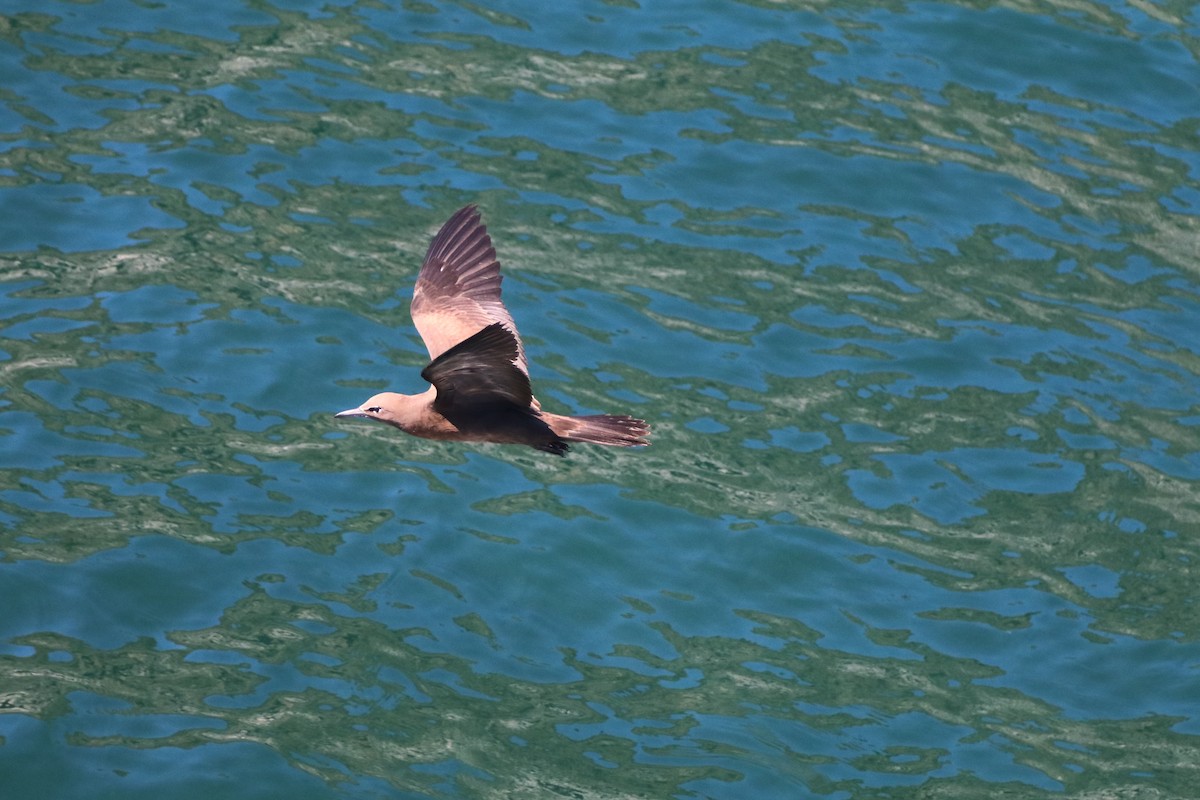 Brown Noddy - ML625642466