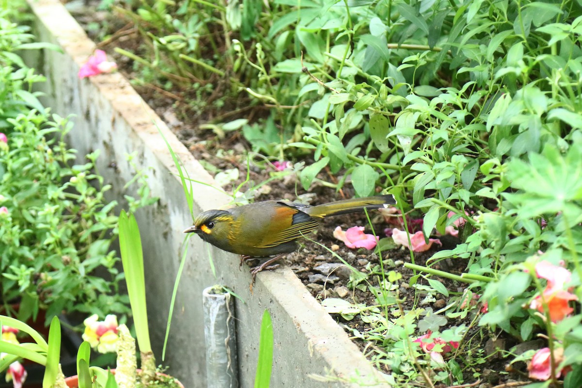 Taiwan Liocichla - ML625642588