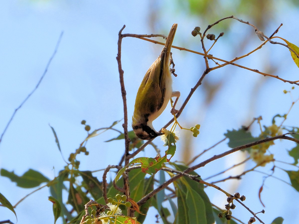 White-throated Honeyeater - ML625642599