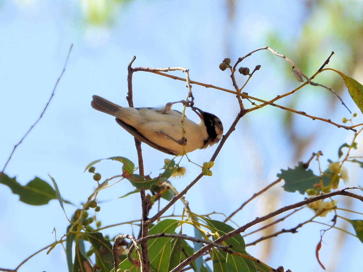 White-throated Honeyeater - ML625642602