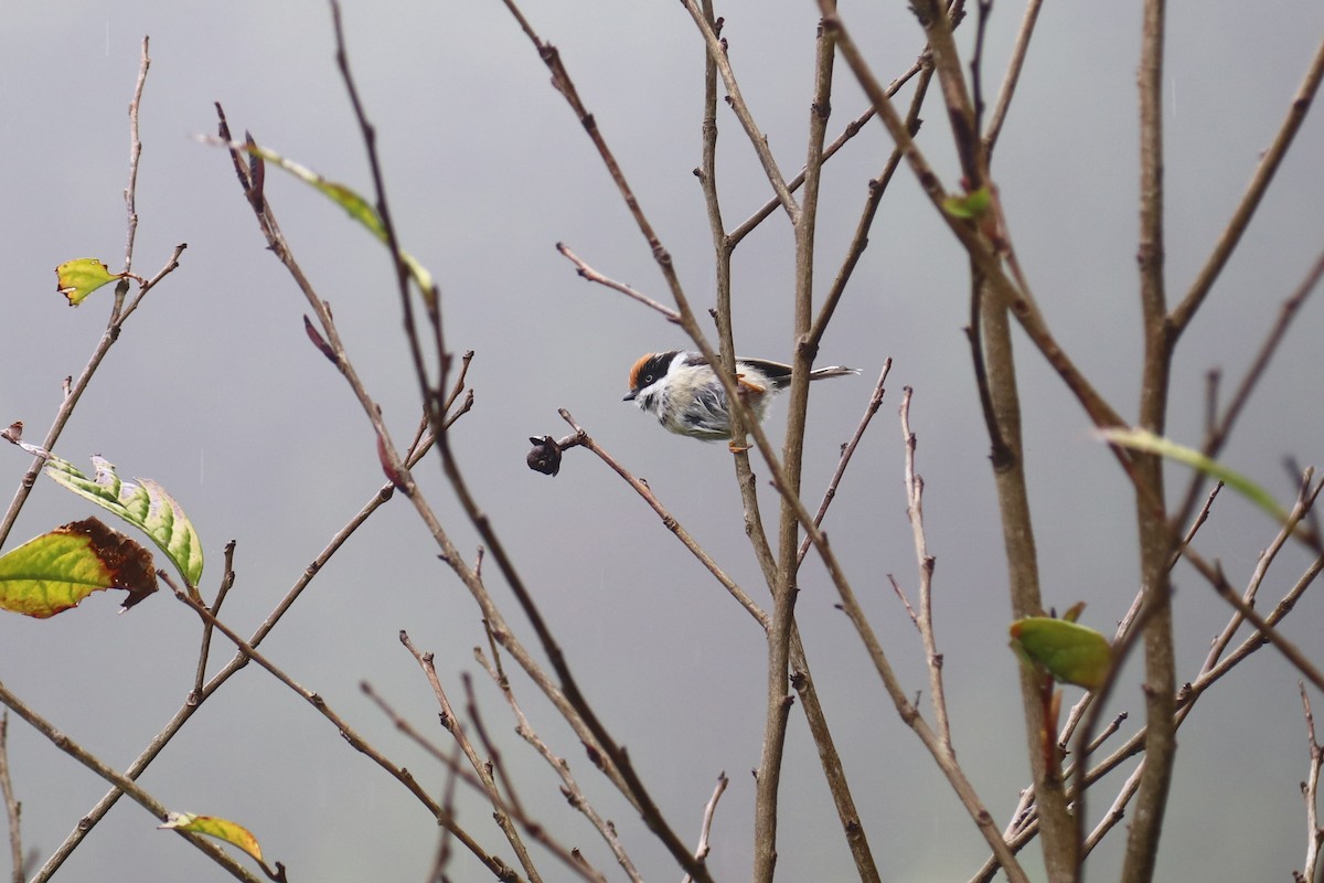 Black-throated Tit - ML625642635