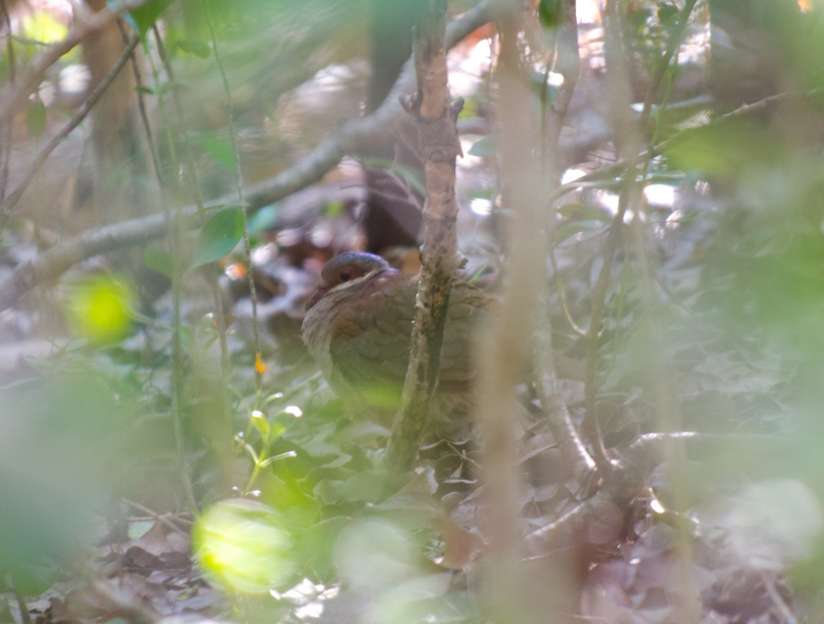 Key West Quail-Dove - ML625642637