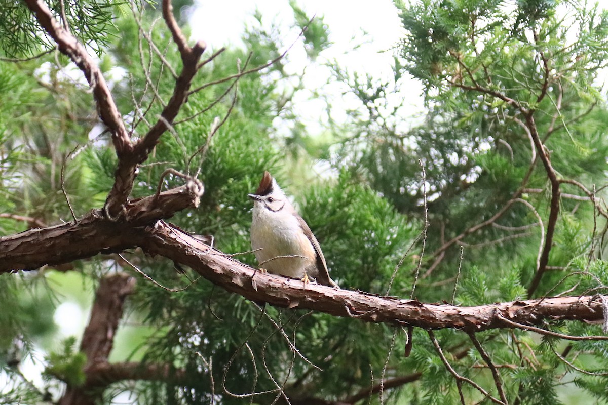 Taiwan Yuhina - ML625642670