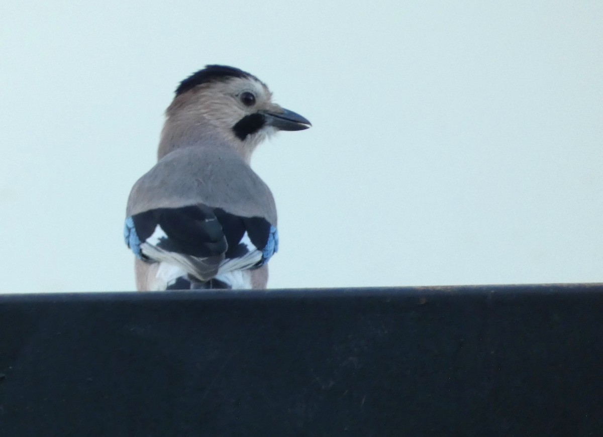 Eurasian Jay (Black-capped) - ML625642678