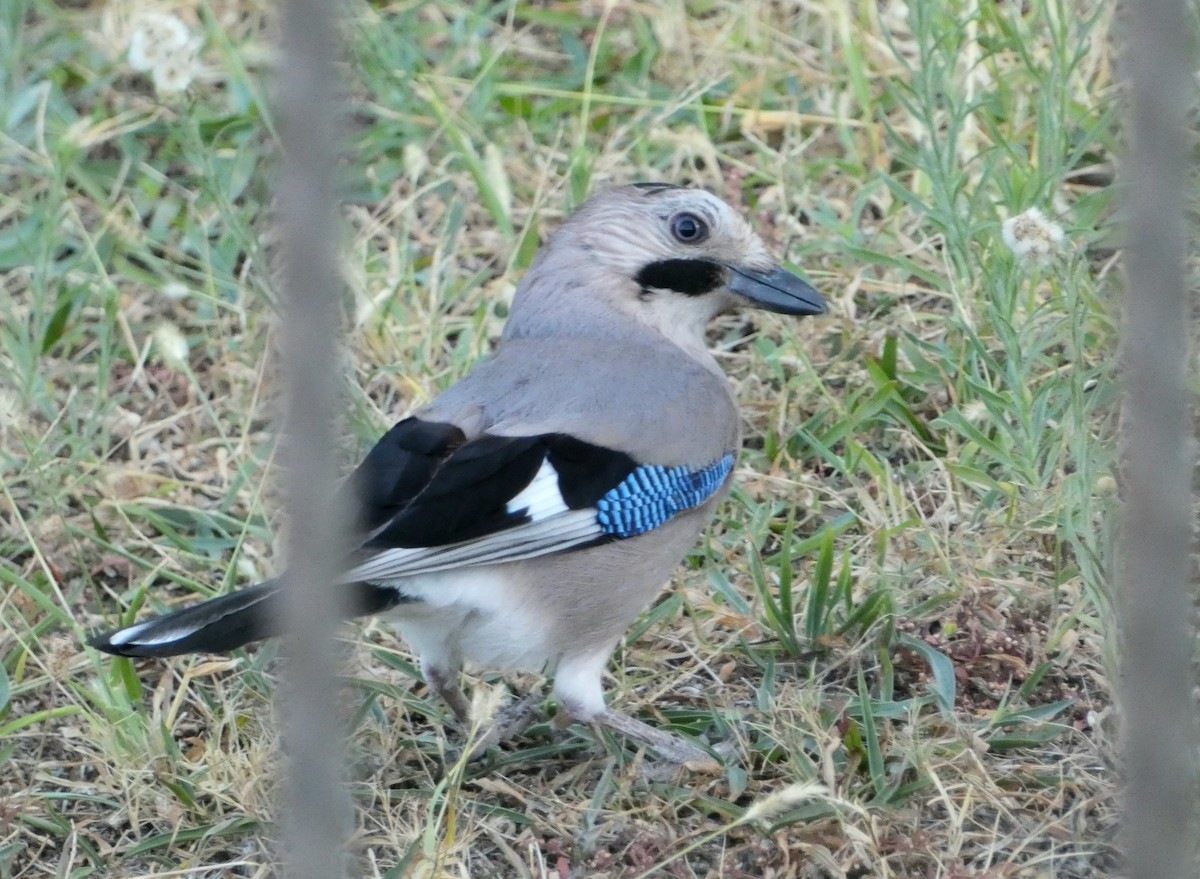 Eurasian Jay (Black-capped) - ML625642679