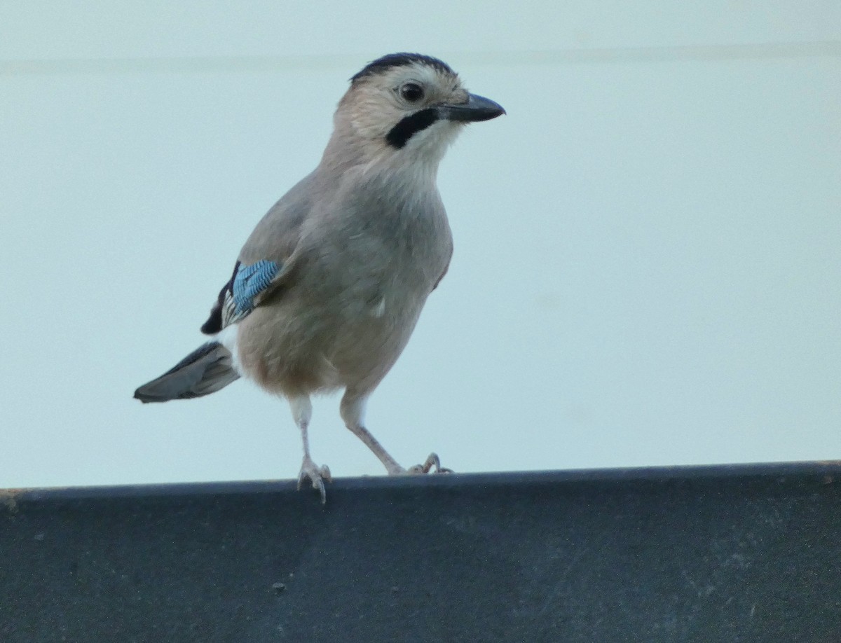 Eurasian Jay (Black-capped) - ML625642680
