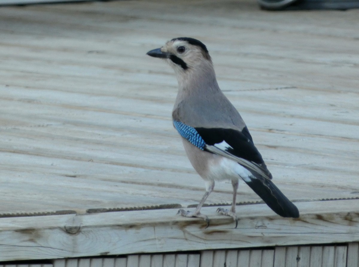 Eurasian Jay (Black-capped) - ML625642681