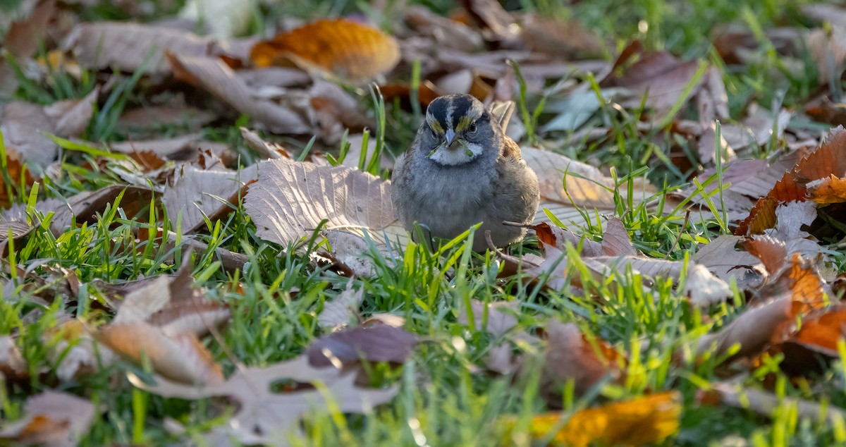 White-throated Sparrow - ML625642793