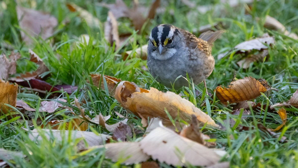 White-throated Sparrow - ML625642794