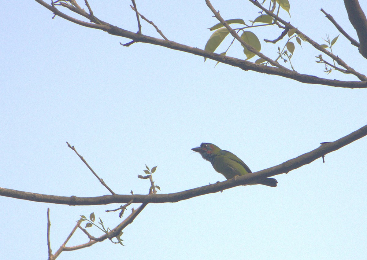 blåøreskjeggfugl - ML625642797