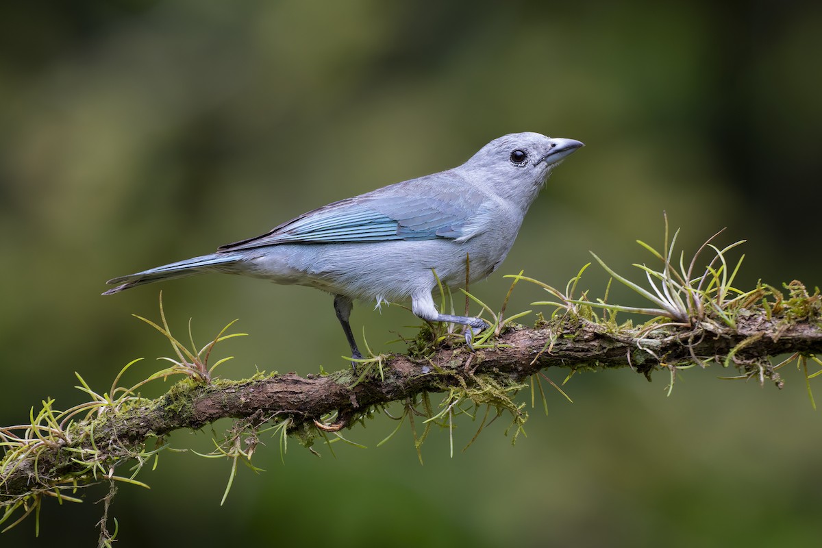 Sayaca Tanager - ML625642864