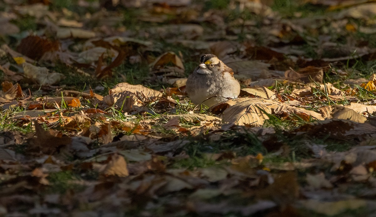 White-throated Sparrow - ML625642905