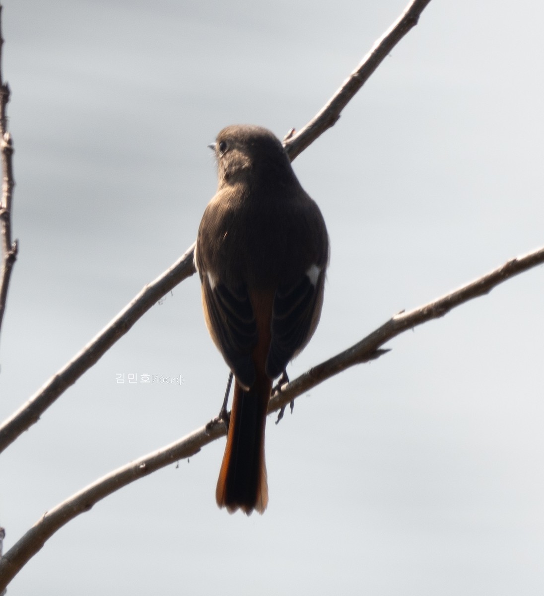 Daurian Redstart - ML625642919