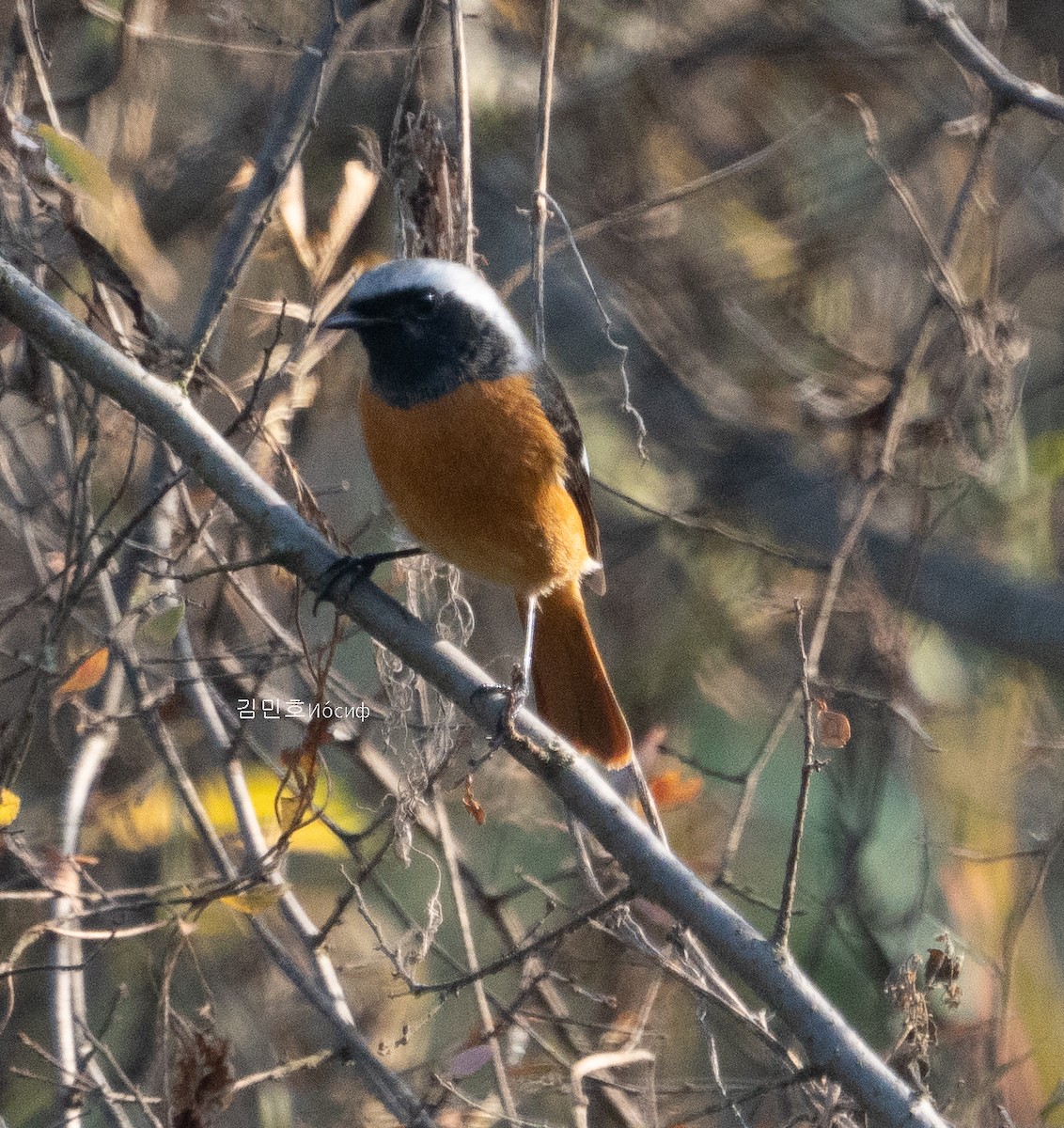 Daurian Redstart - ML625642920