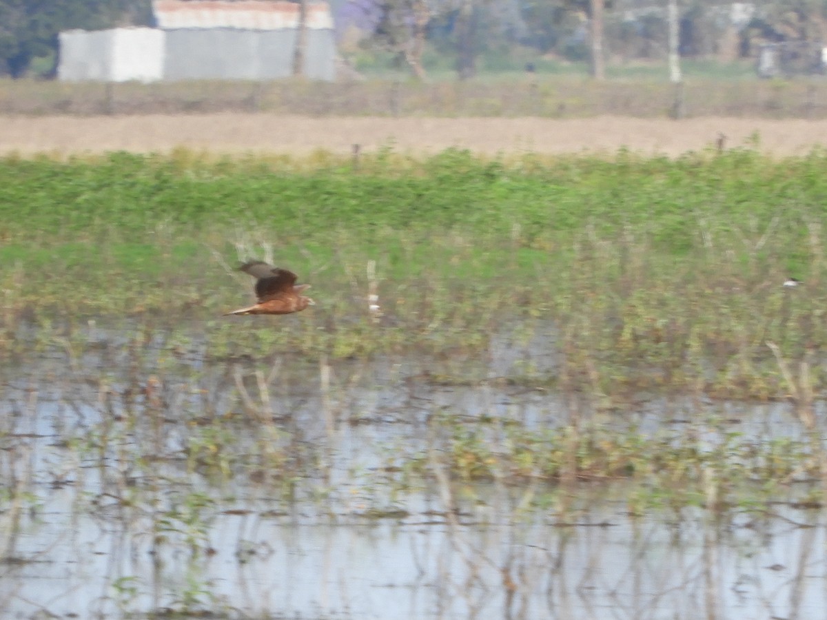 Swamp Harrier - ML625643094