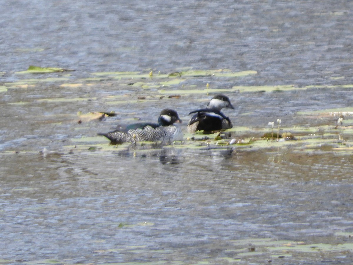 Green Pygmy-Goose - ML625643142