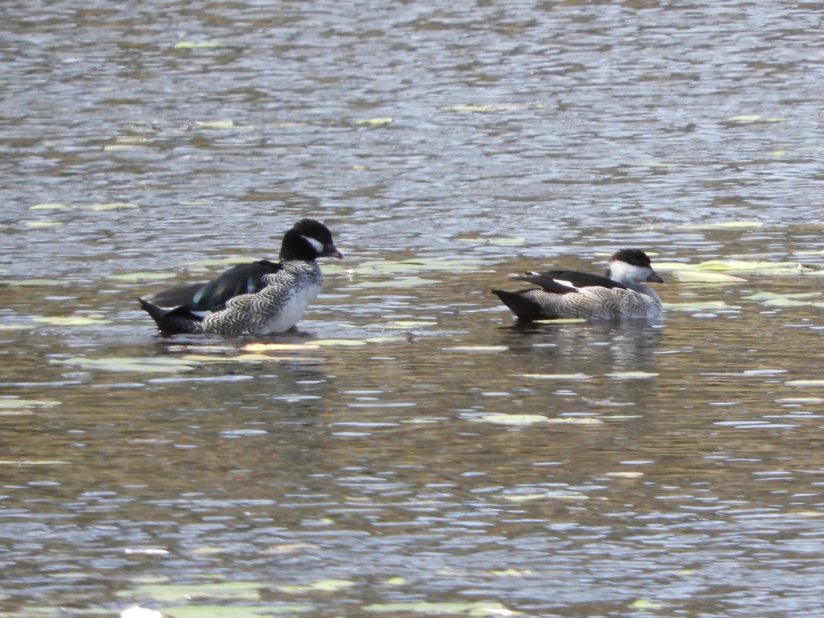 Green Pygmy-Goose - ML625643143